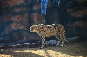 猎豹2